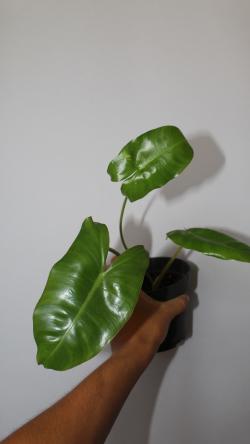 Sadnice - sobne biljke: Philodendron Burle Marx